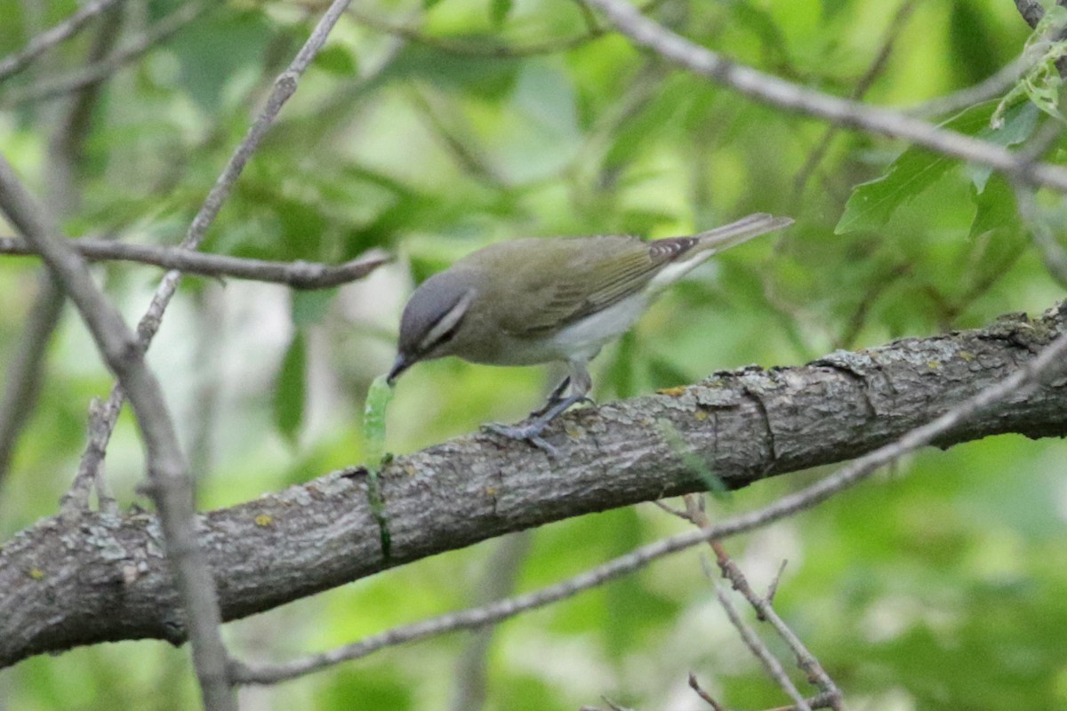 Kızıl Gözlü Vireo - ML164181321