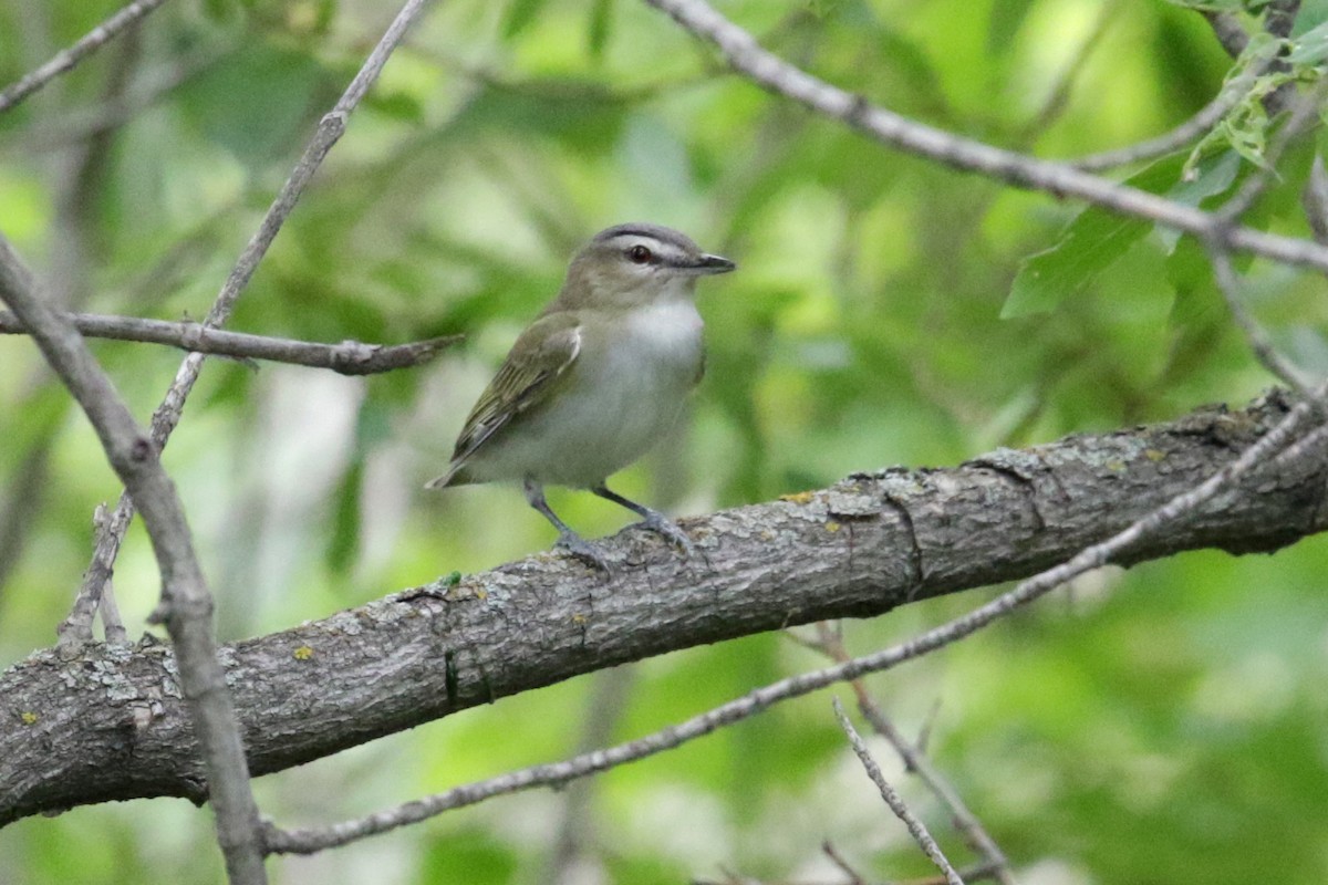 Red-eyed Vireo - ML164181331