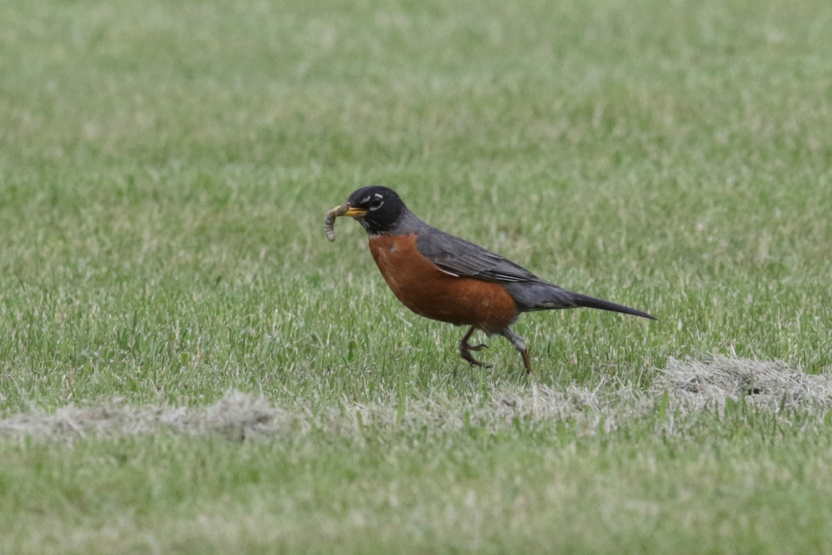 American Robin - Myriam Berube