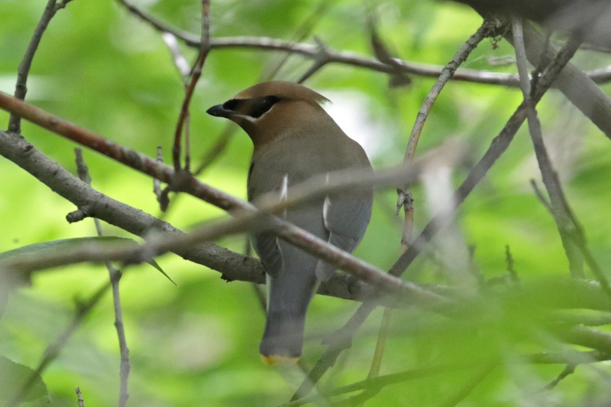 Cedar Waxwing - ML164181611