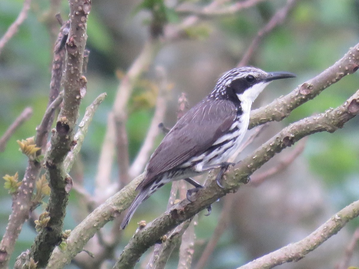 Stripe-sided Rhabdornis - Felix Neponcio Servita