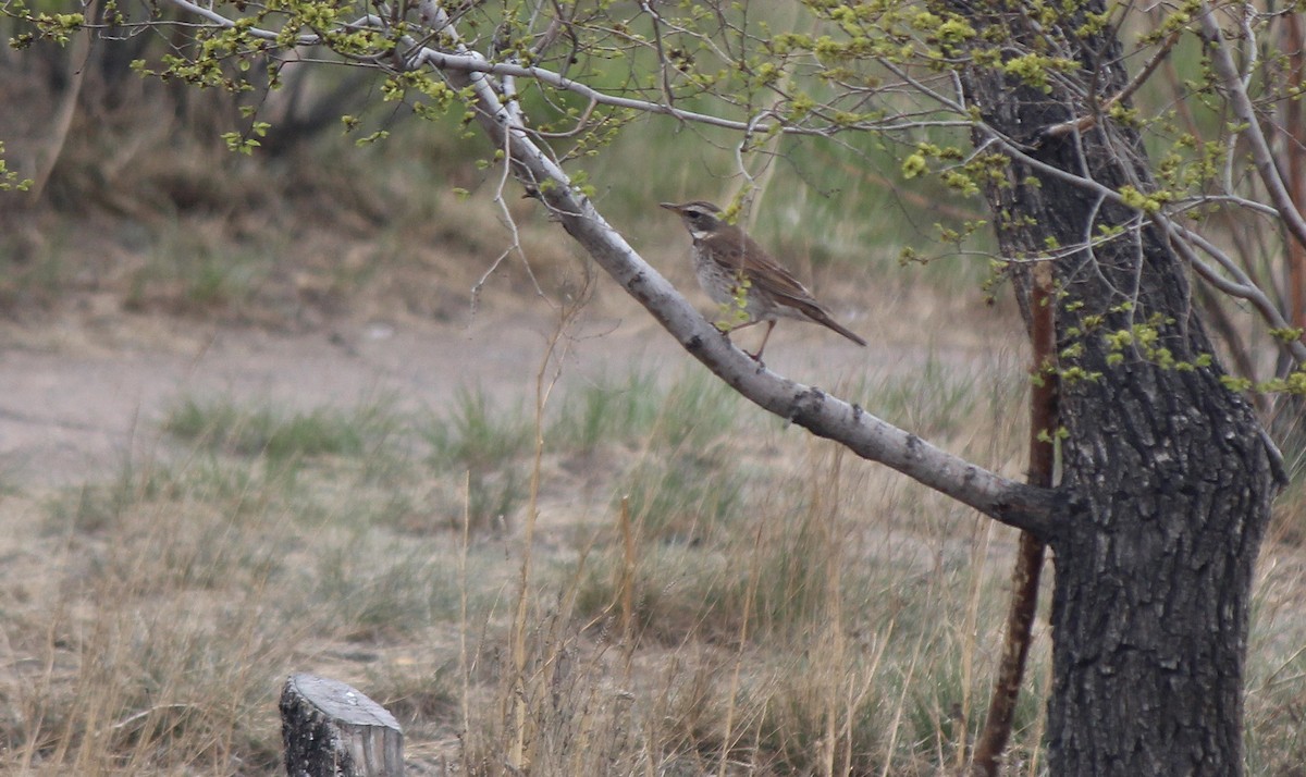 Dusky Thrush - ML164181761