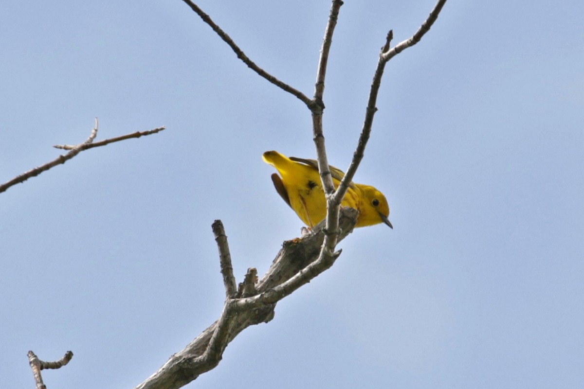 Paruline jaune - ML164181781