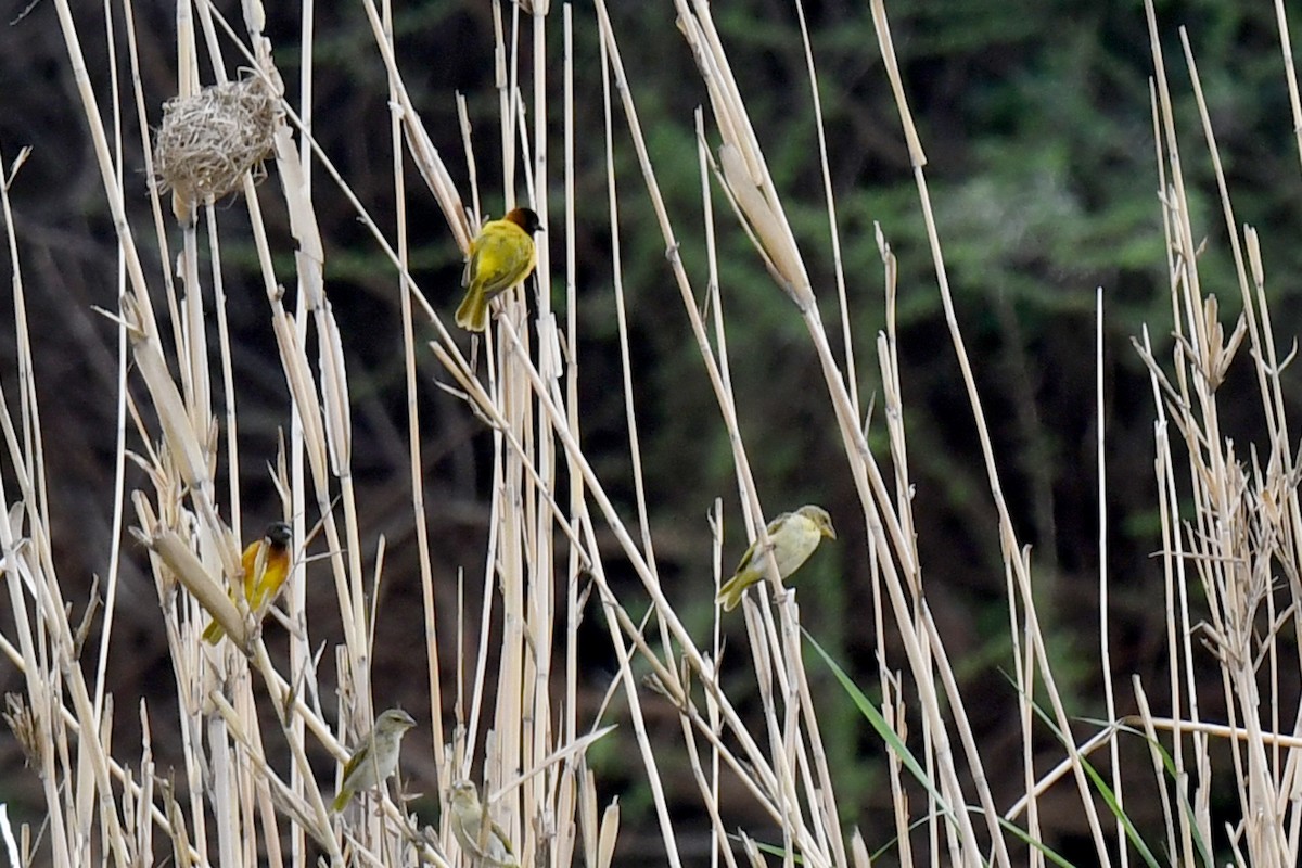 Salvadori's Weaver - Lev Frid