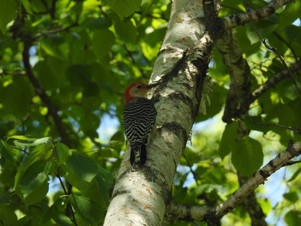 Red-bellied Woodpecker - ML164184841