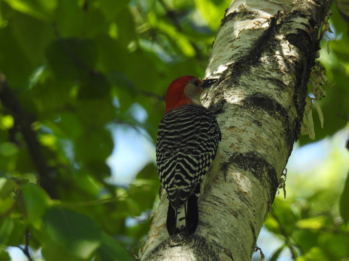 Red-bellied Woodpecker - ML164184851