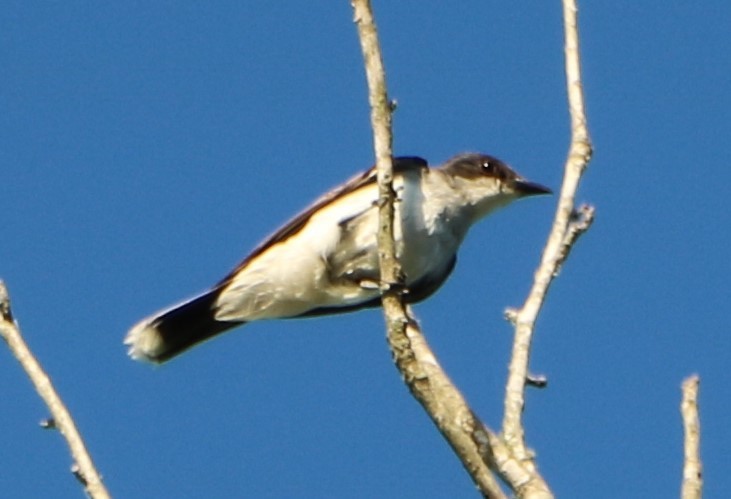 Eastern Kingbird - ML164186721