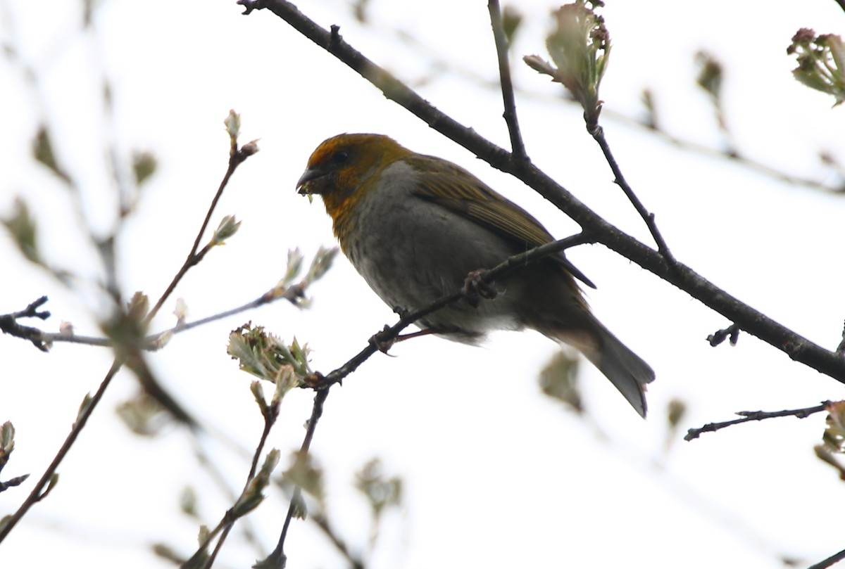 Crimson-browed Finch - ML164187081