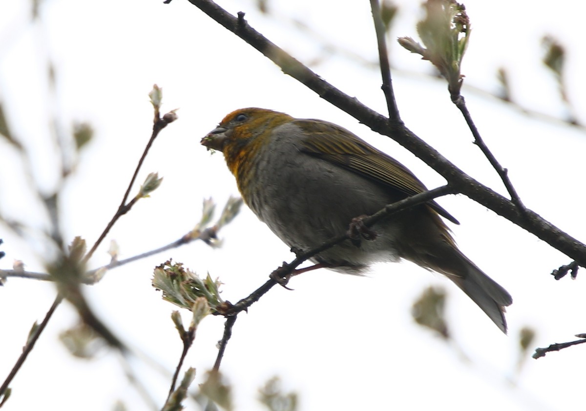 Crimson-browed Finch - ML164187091