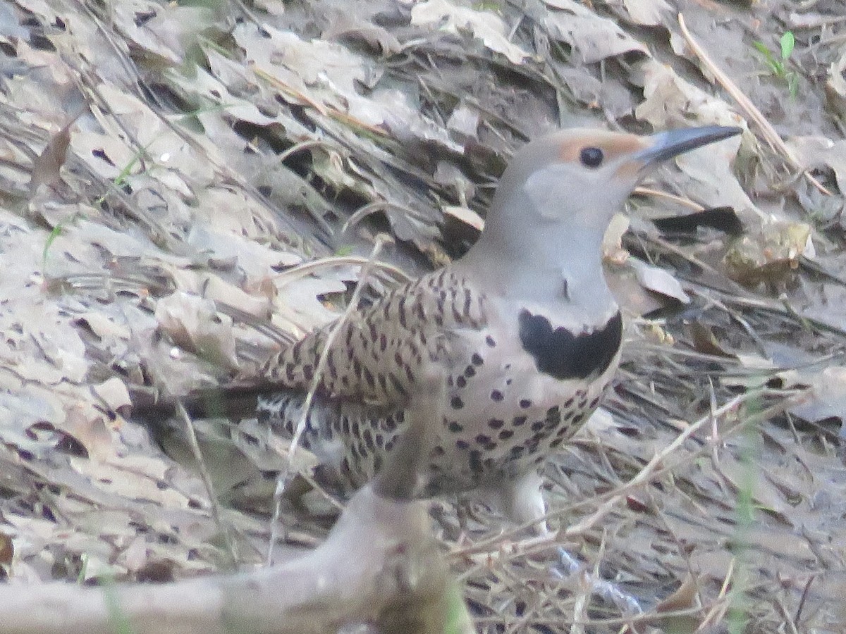 Northern Flicker - ML164187311