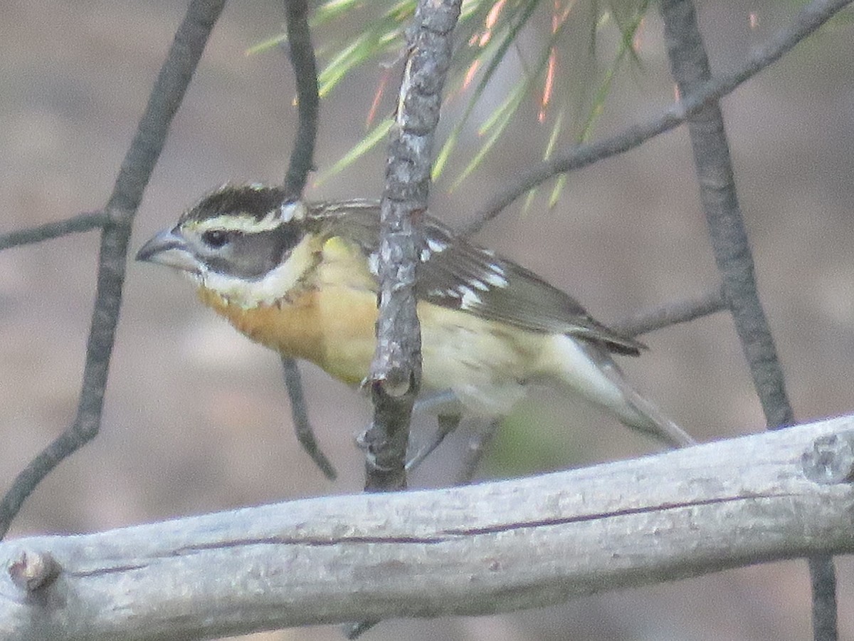 Black-headed Grosbeak - Don Witter