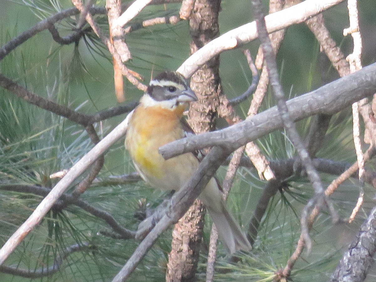 Black-headed Grosbeak - ML164187491