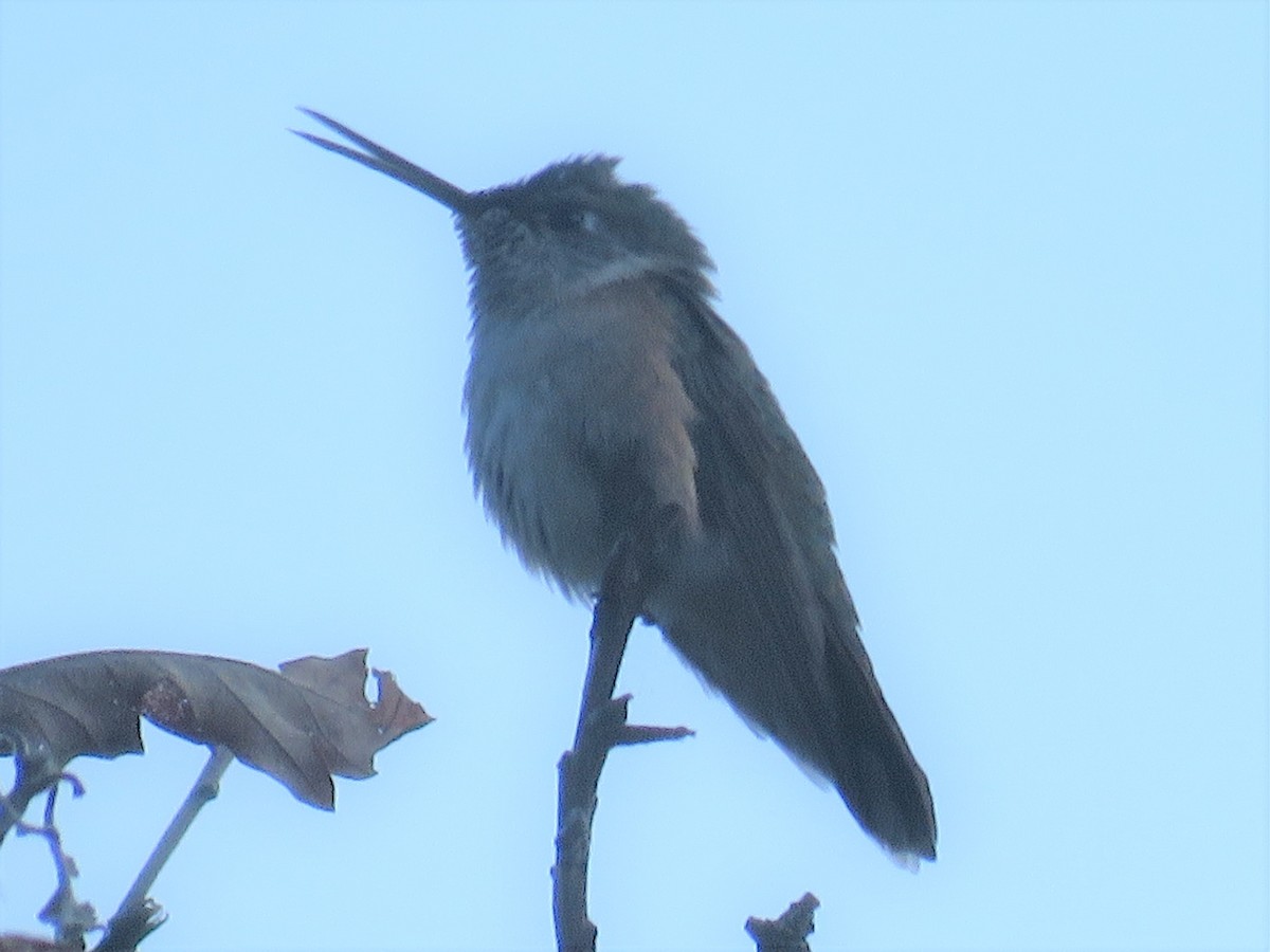 Broad-tailed Hummingbird - Don Witter