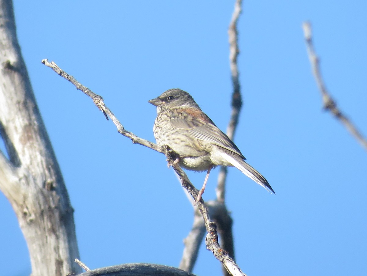 Junco Ojioscuro - ML164187691