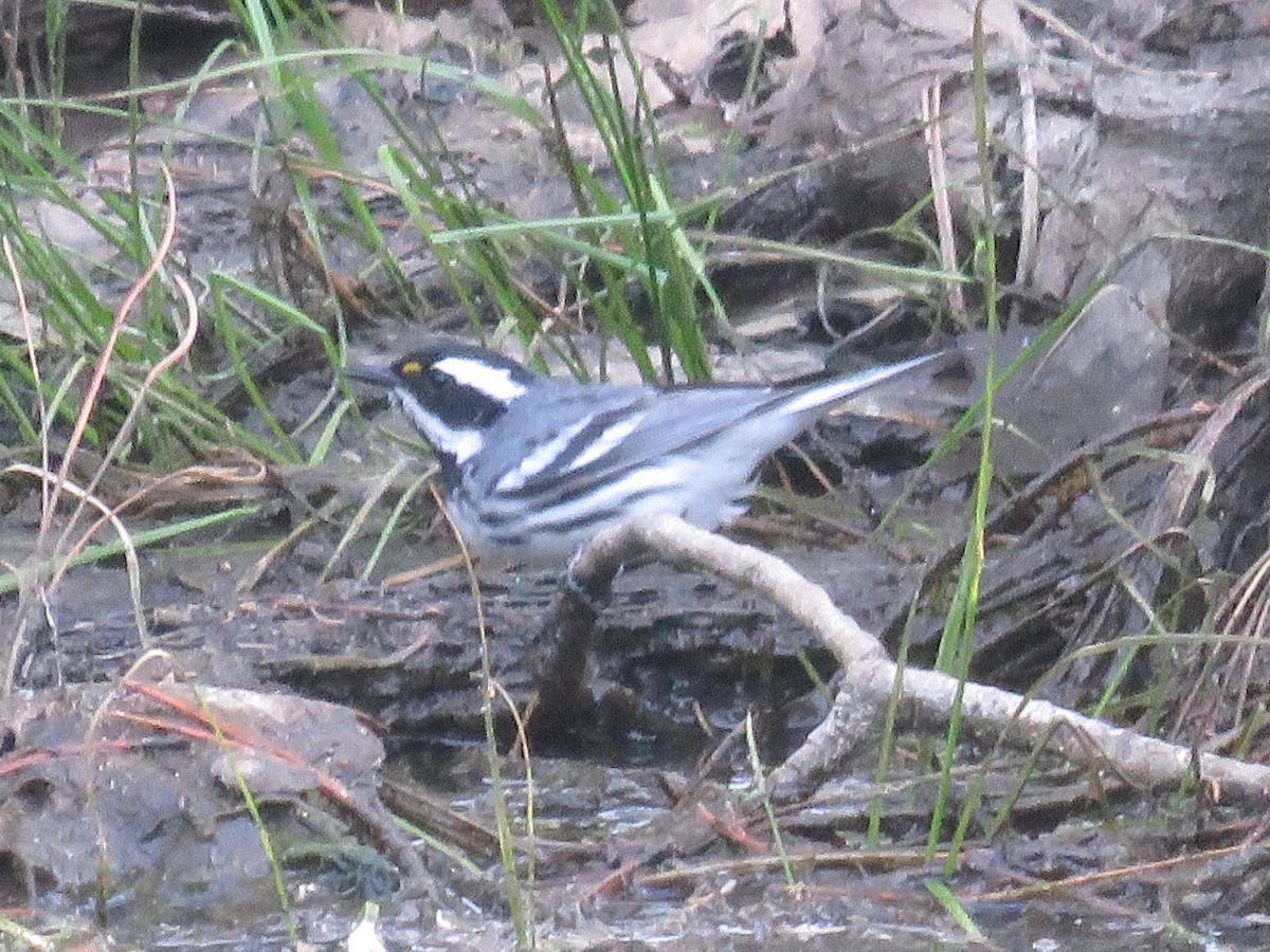 Black-throated Gray Warbler - ML164188151