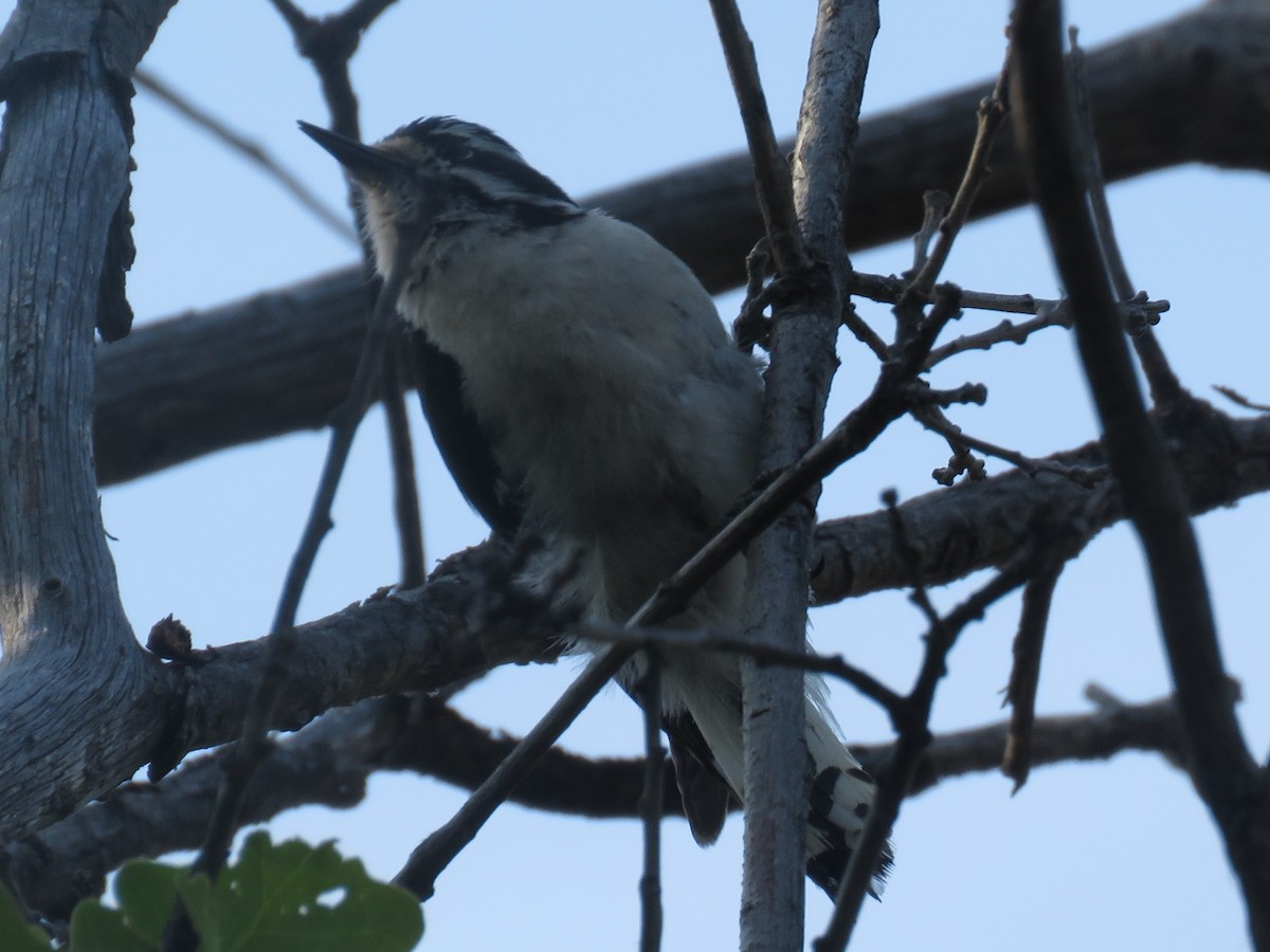 Downy Woodpecker - Don Witter