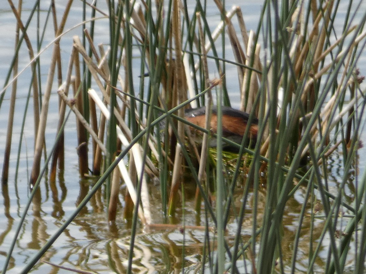 Eared Grebe - ML164188691