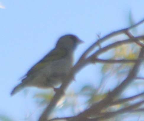 Lawrence's Goldfinch - ML164191061