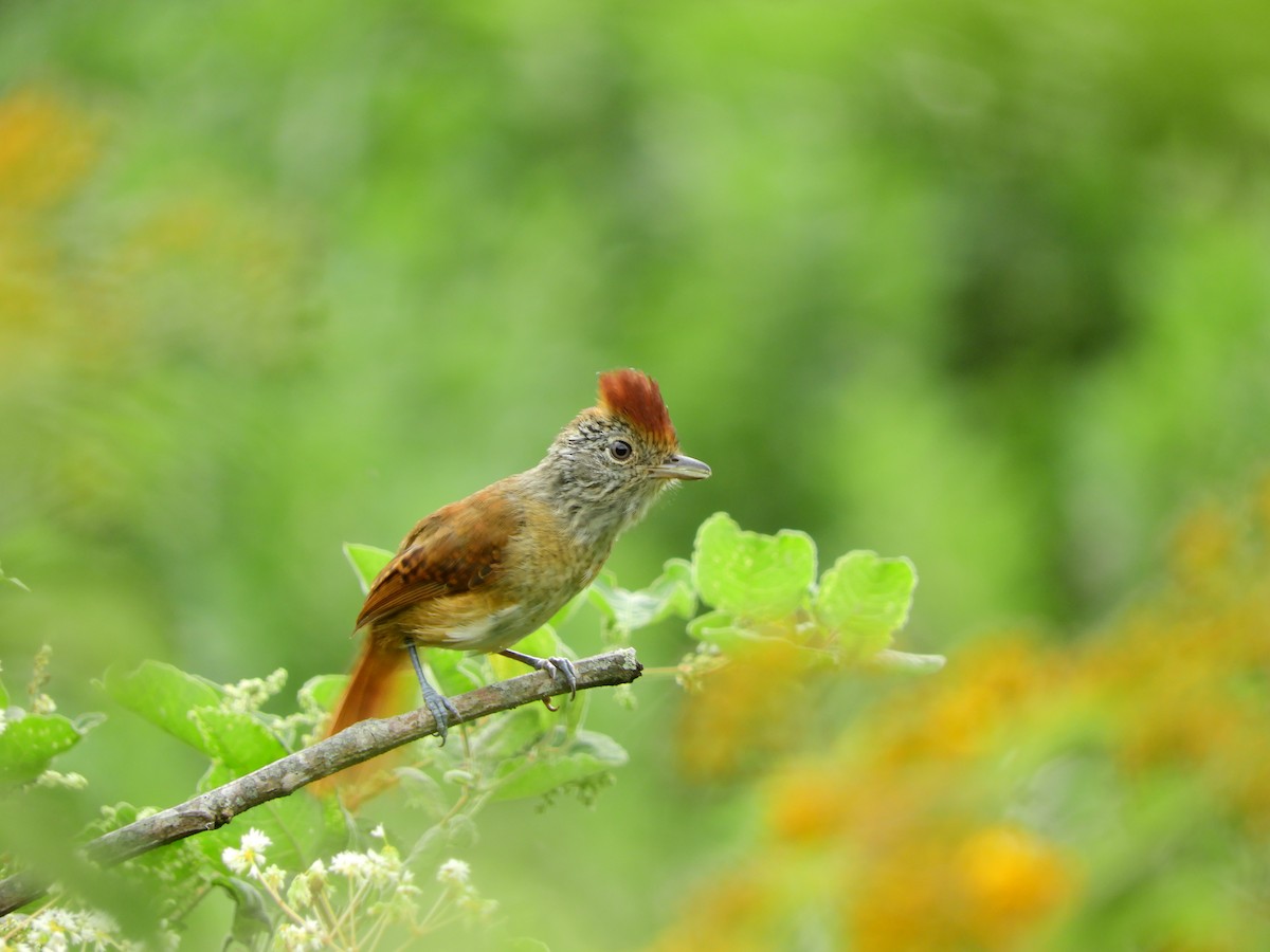 Chapman's Antshrike - ML164191361