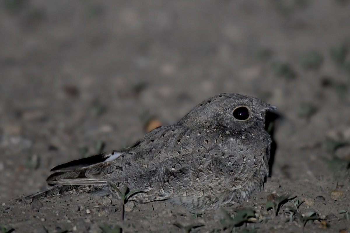 Star-spotted Nightjar - ML164191781