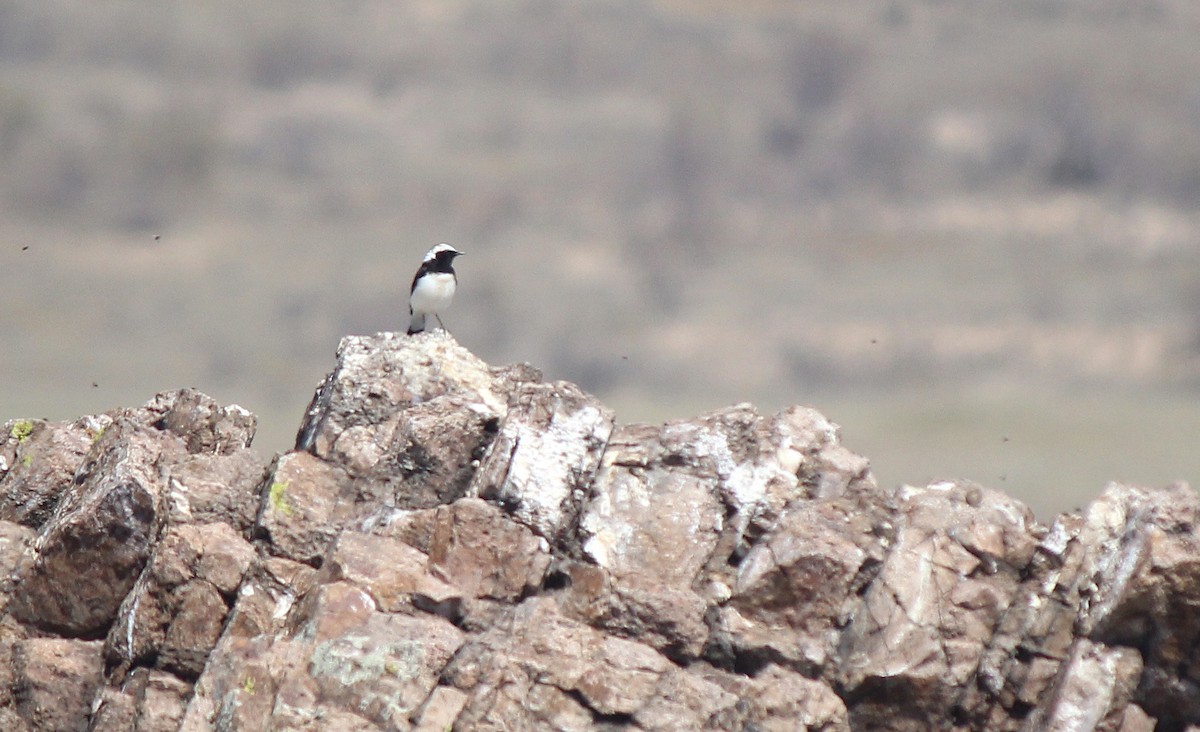 Pied Wheatear - ML164192661