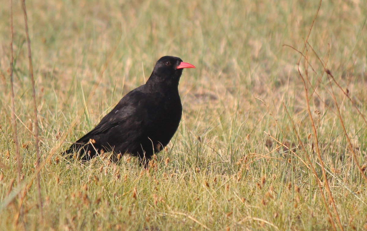 Red-billed Chough - Esme Rosen