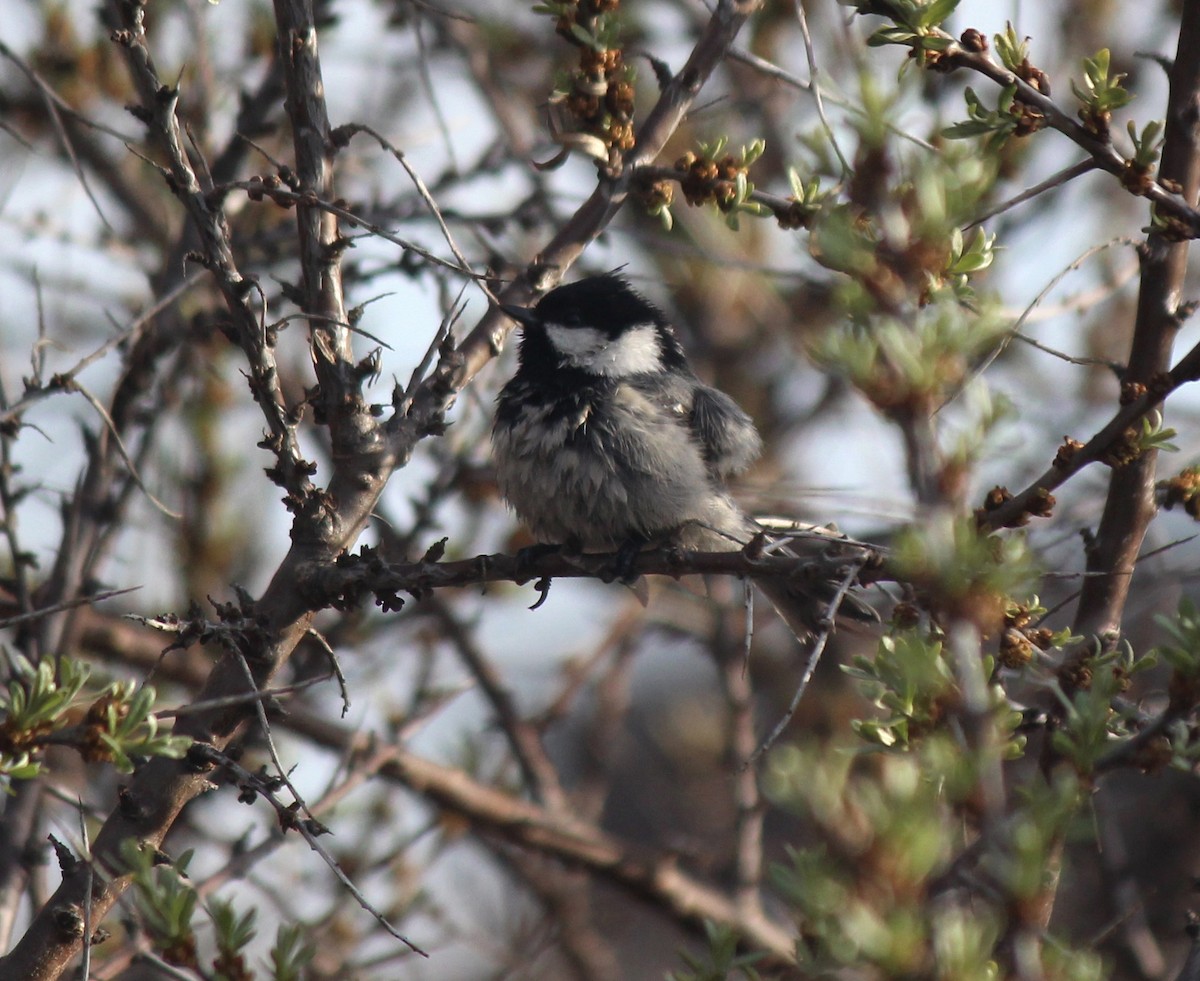 Coal Tit - ML164193551