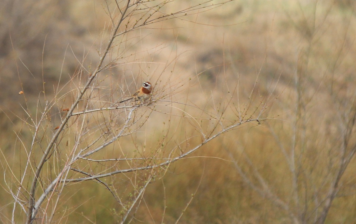 Meadow Bunting - Esme Rosen