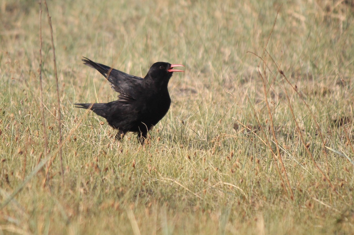 Red-billed Chough - Esme Rosen