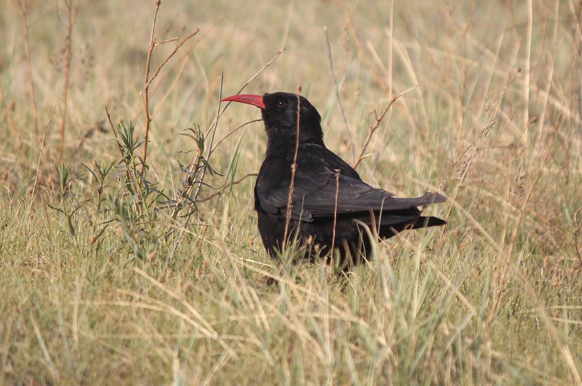 Red-billed Chough - ML164193691