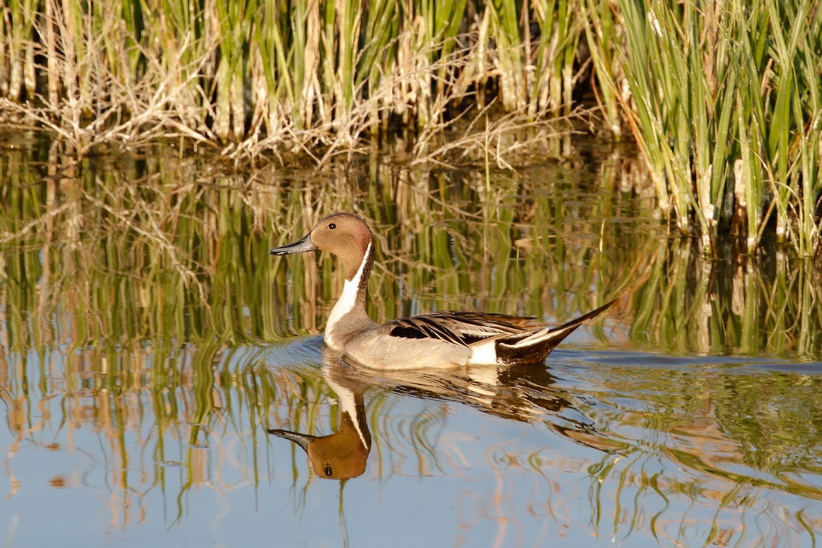 Northern Pintail - ML164193861