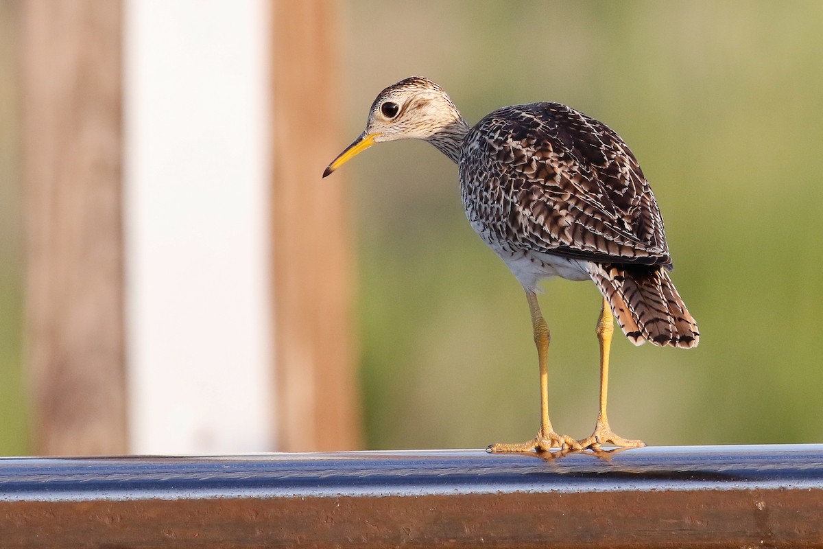 Upland Sandpiper - ML164193931