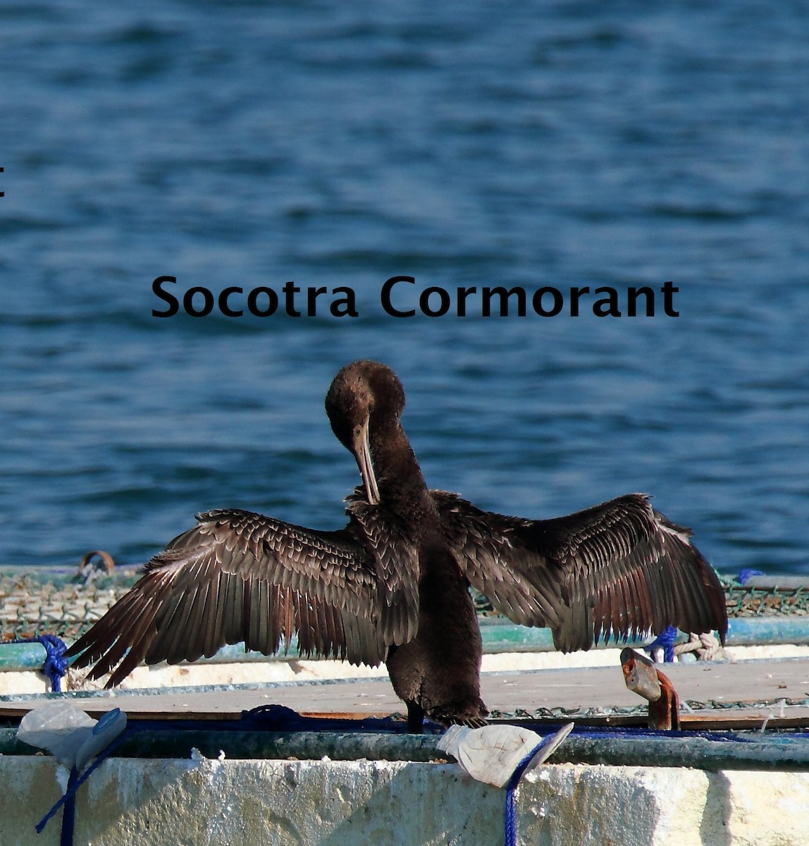 Socotra Cormorant - ML164193961