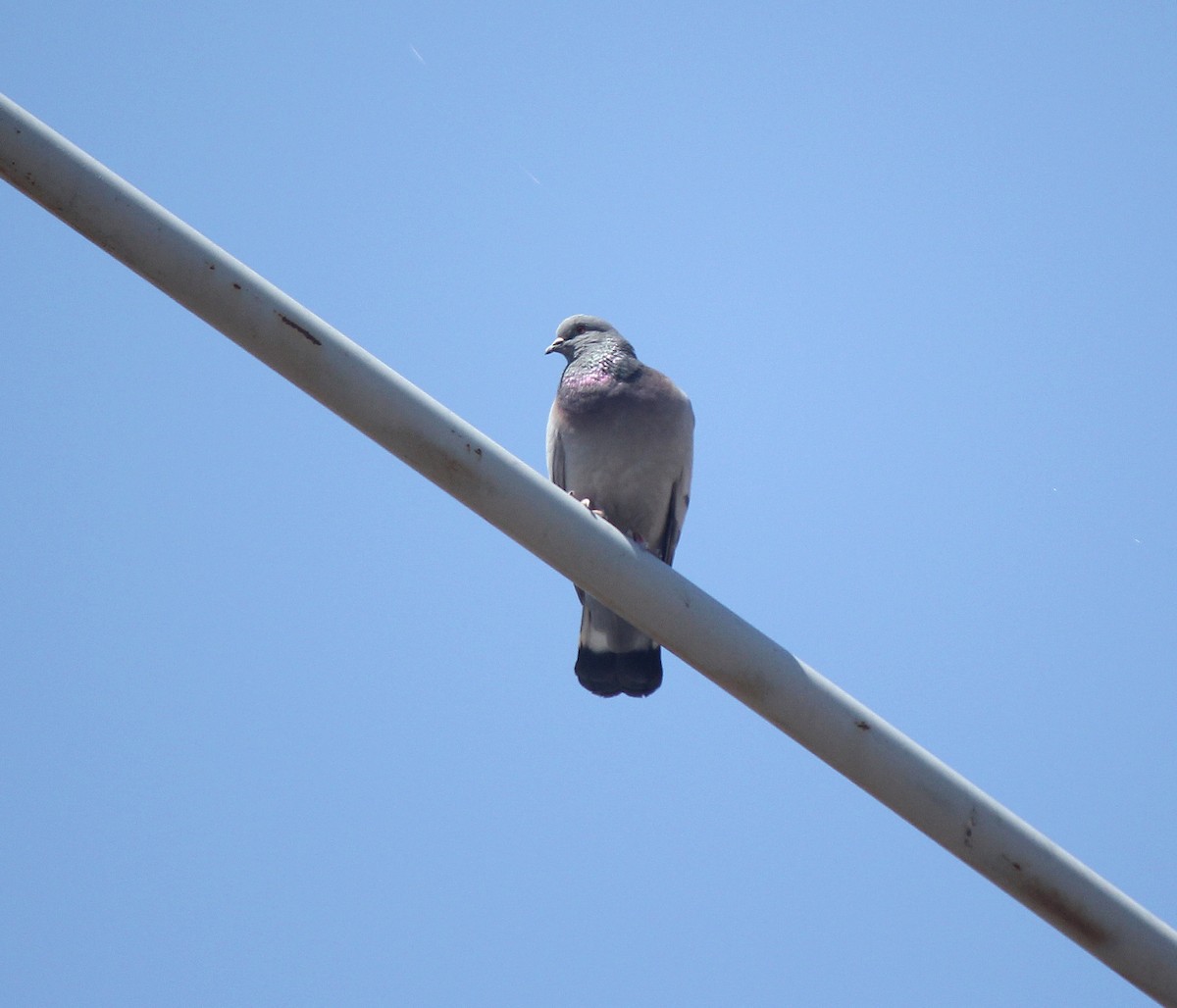 Hill Pigeon - ML164194141