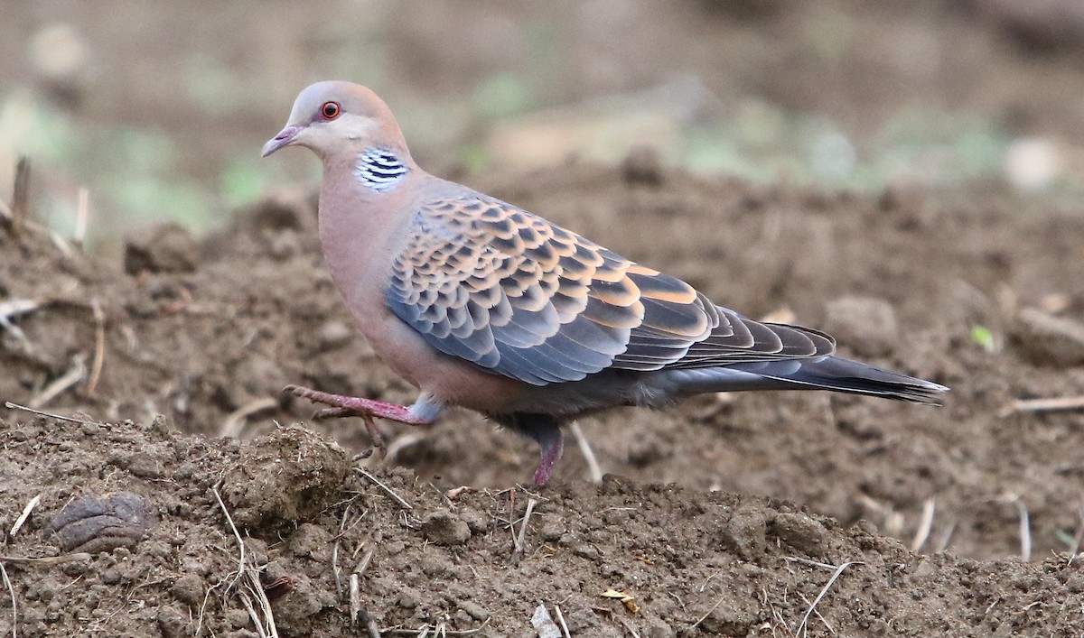 Oriental Turtle-Dove - ML164194171