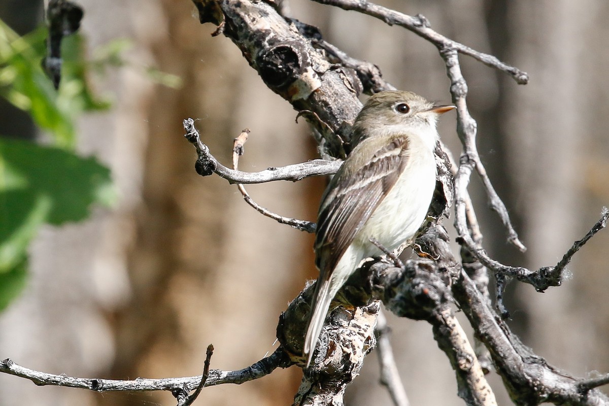 Least Flycatcher - ML164194361