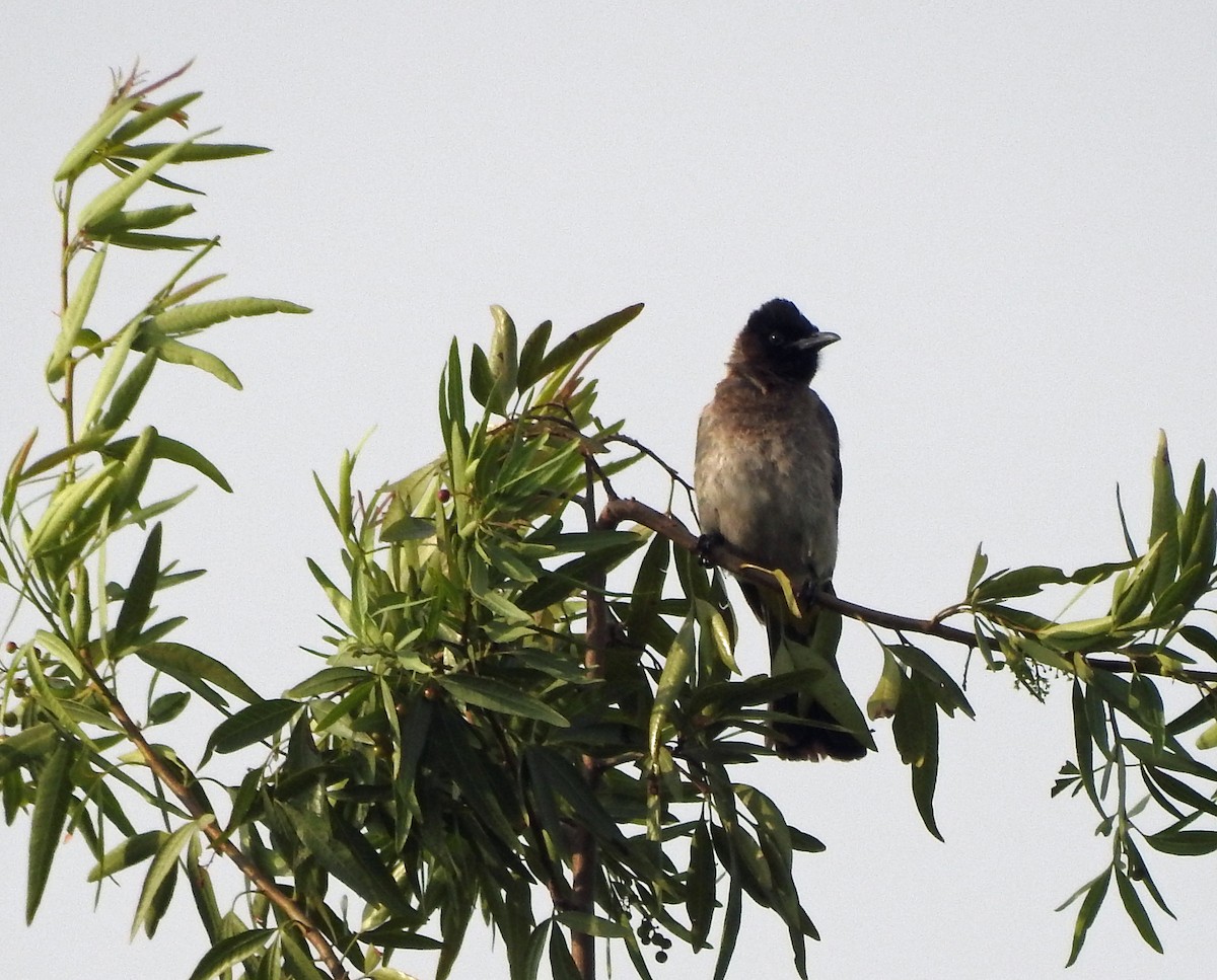 Common Bulbul (Dark-capped) - ML164195051