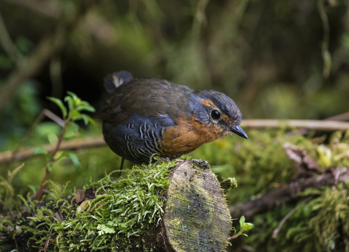 Chucao Tapaculo - ML164195811