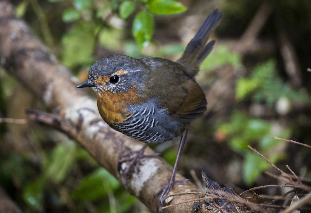 Chucao Tapaculo - ML164195821