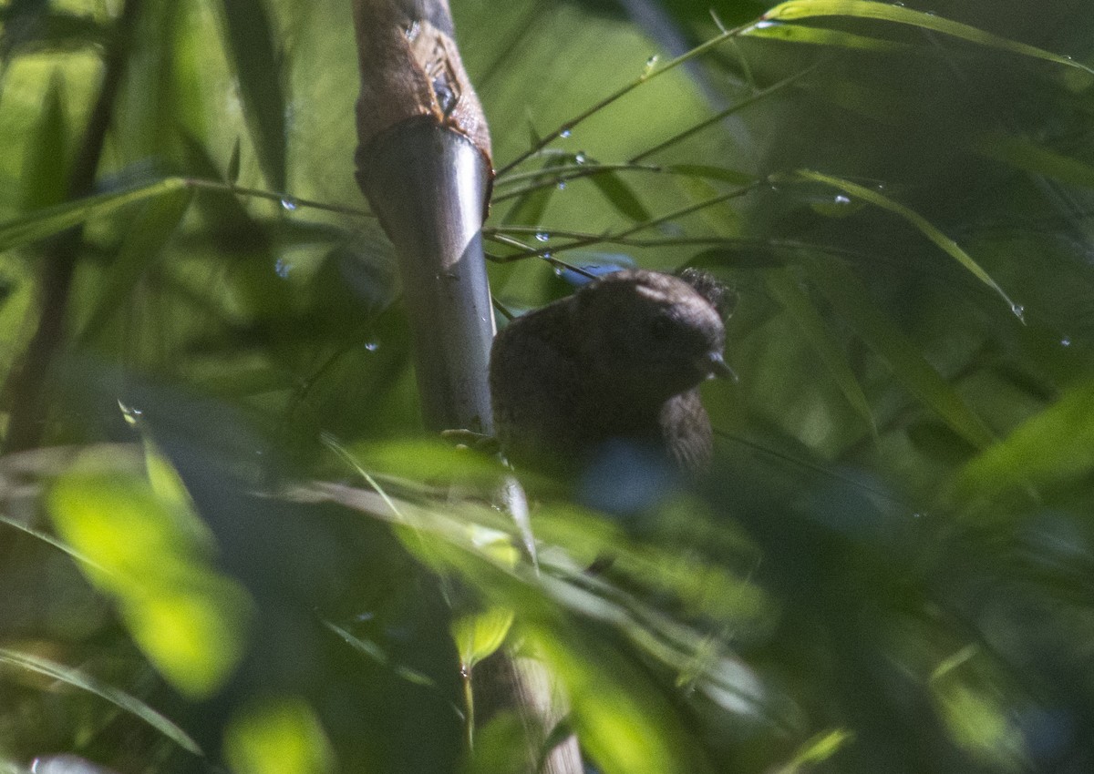 Magellanic Tapaculo - ML164195891