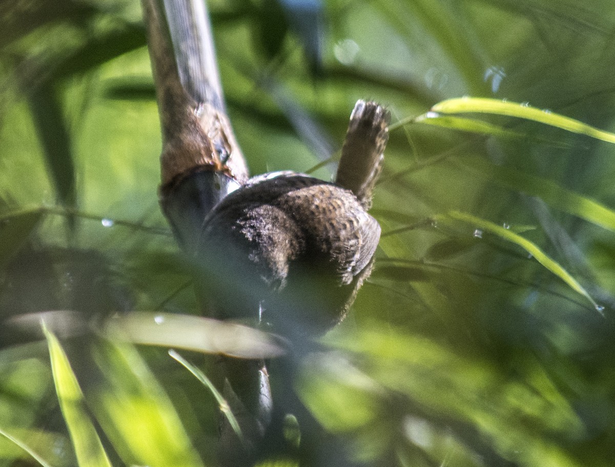 Magellanic Tapaculo - ML164195901