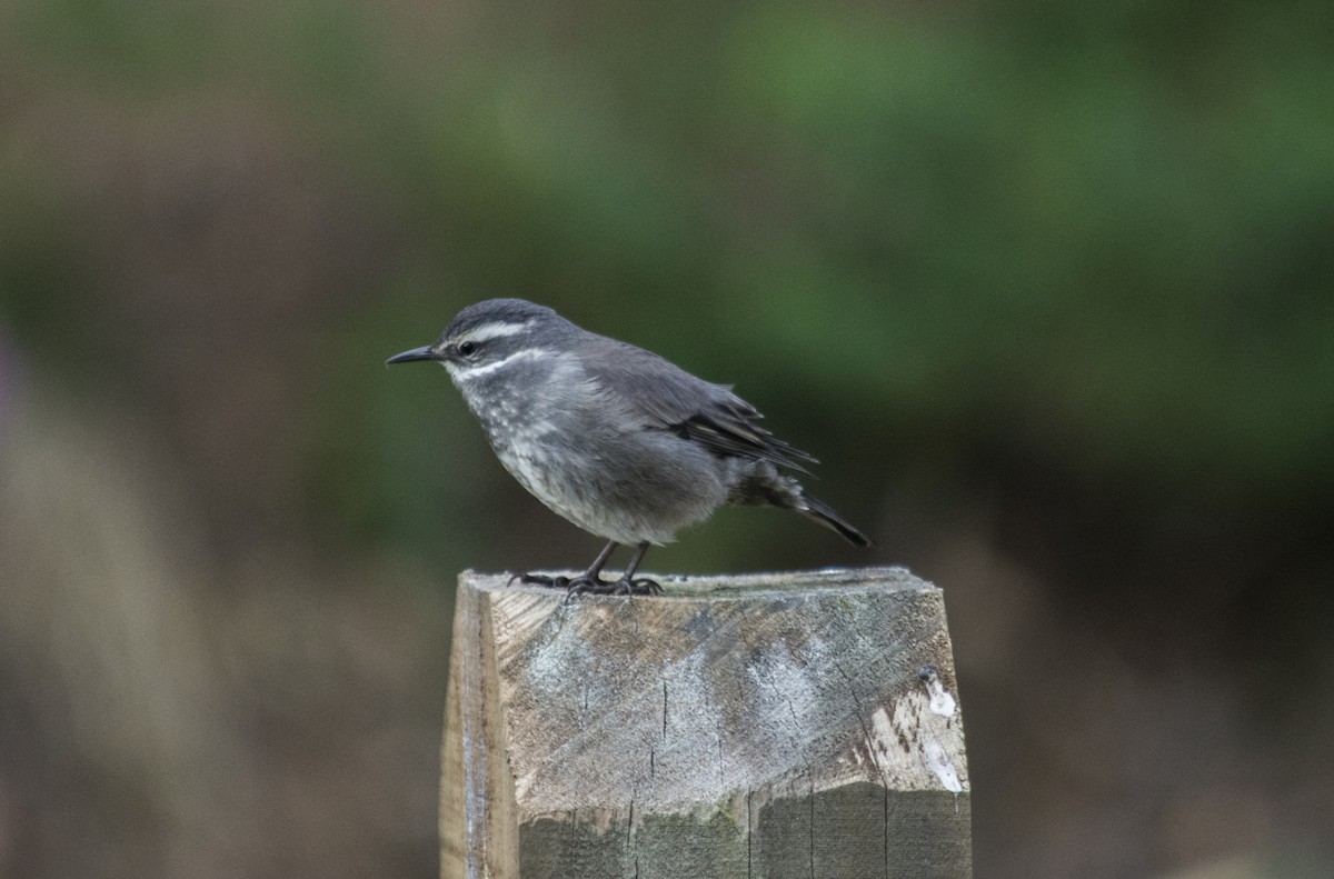 Gray-flanked Cinclodes - ML164196021