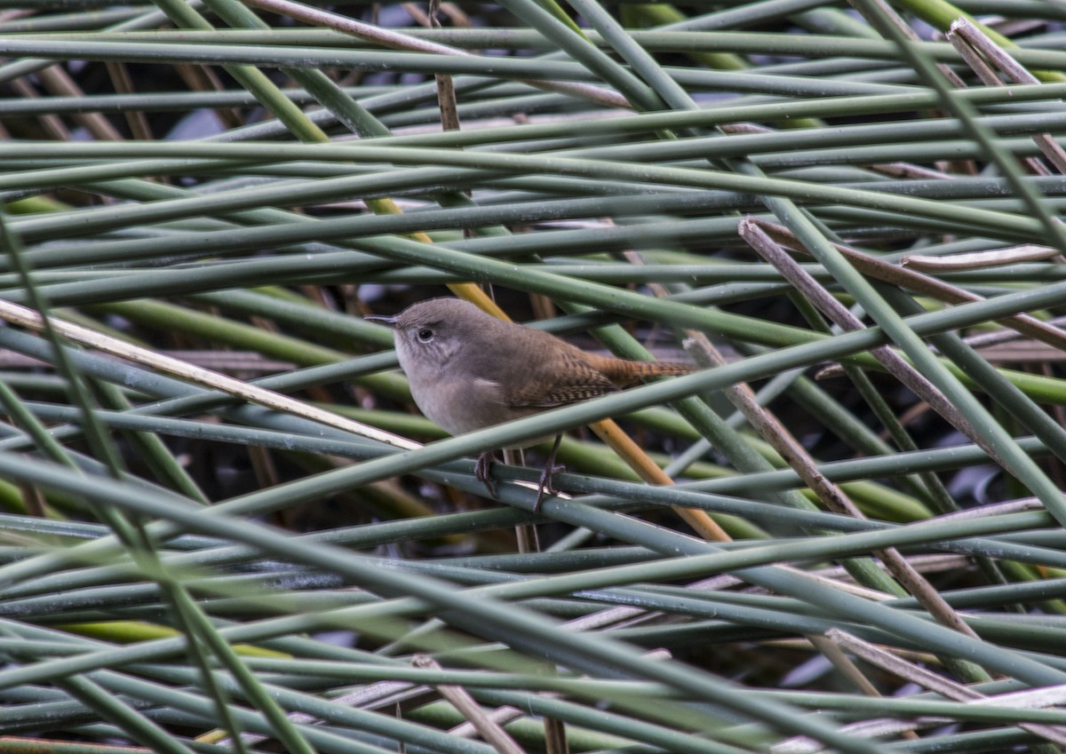 Southern House Wren - ML164196571