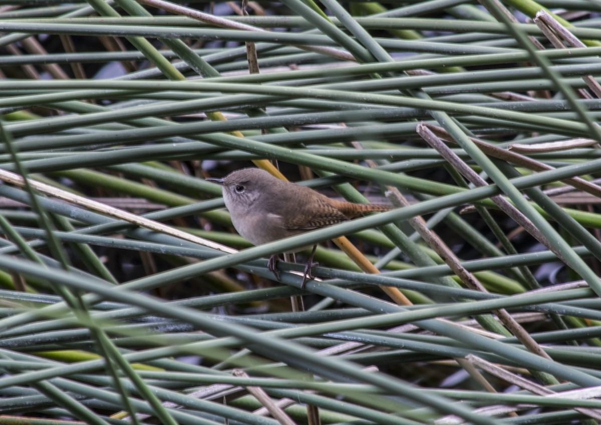 House Wren - ML164196571