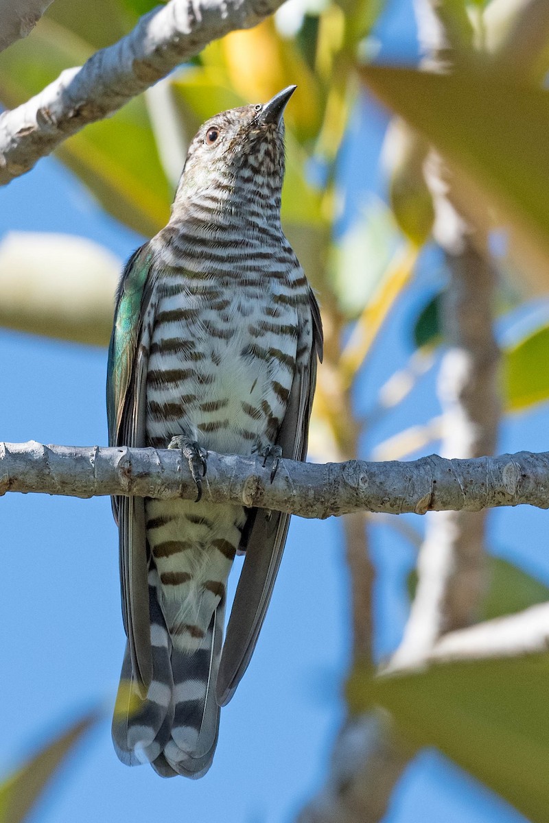 Shining Bronze-Cuckoo (Shining) - Terence Alexander