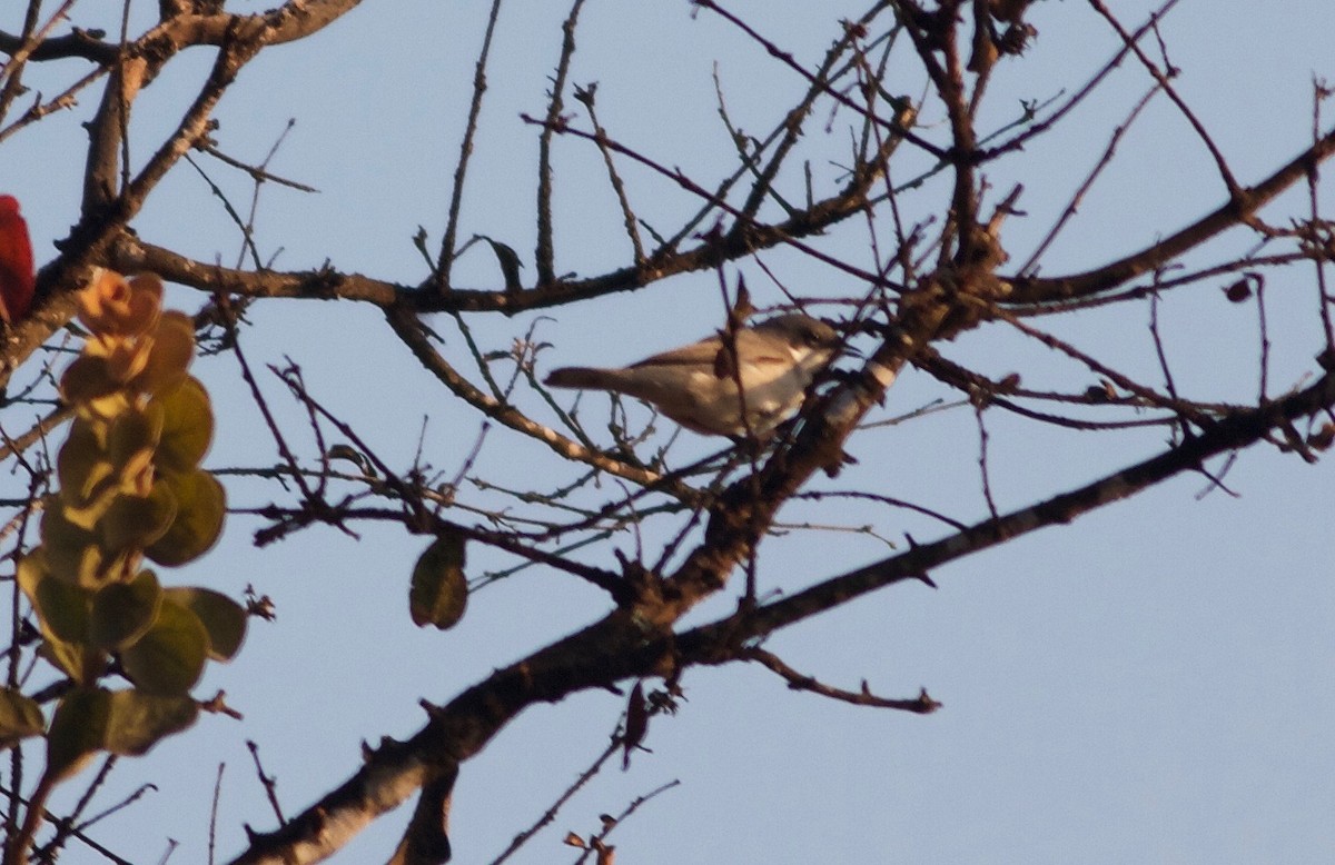 Lesser Whitethroat (Hume's) - ML164200801