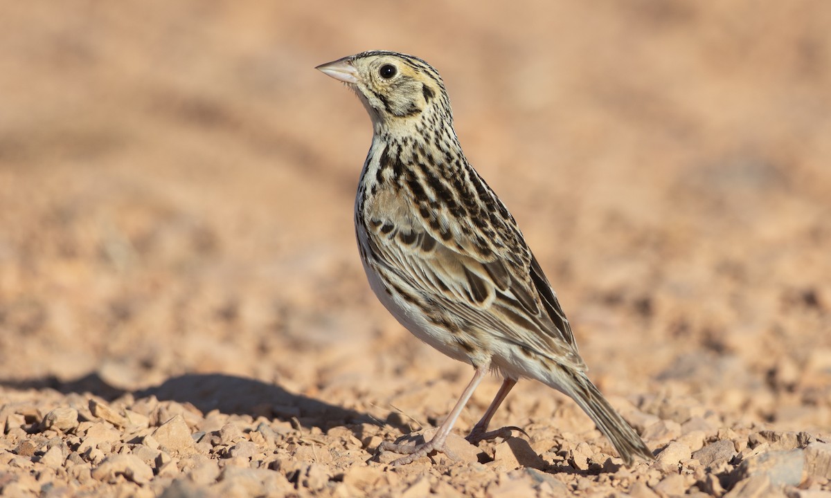 Baird's Sparrow - ML164202141