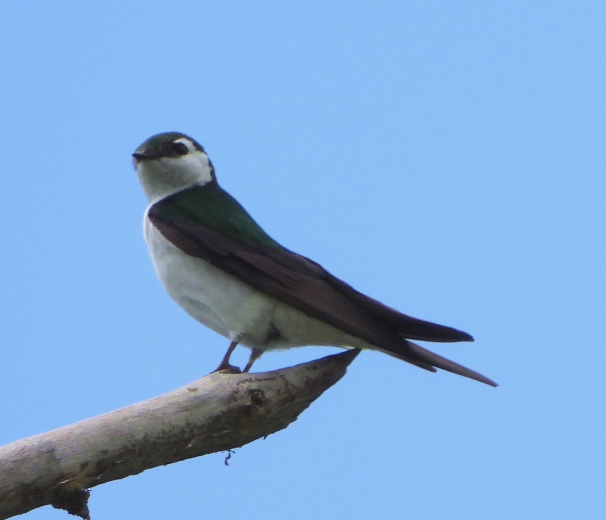 Violet-green Swallow - ML164202531