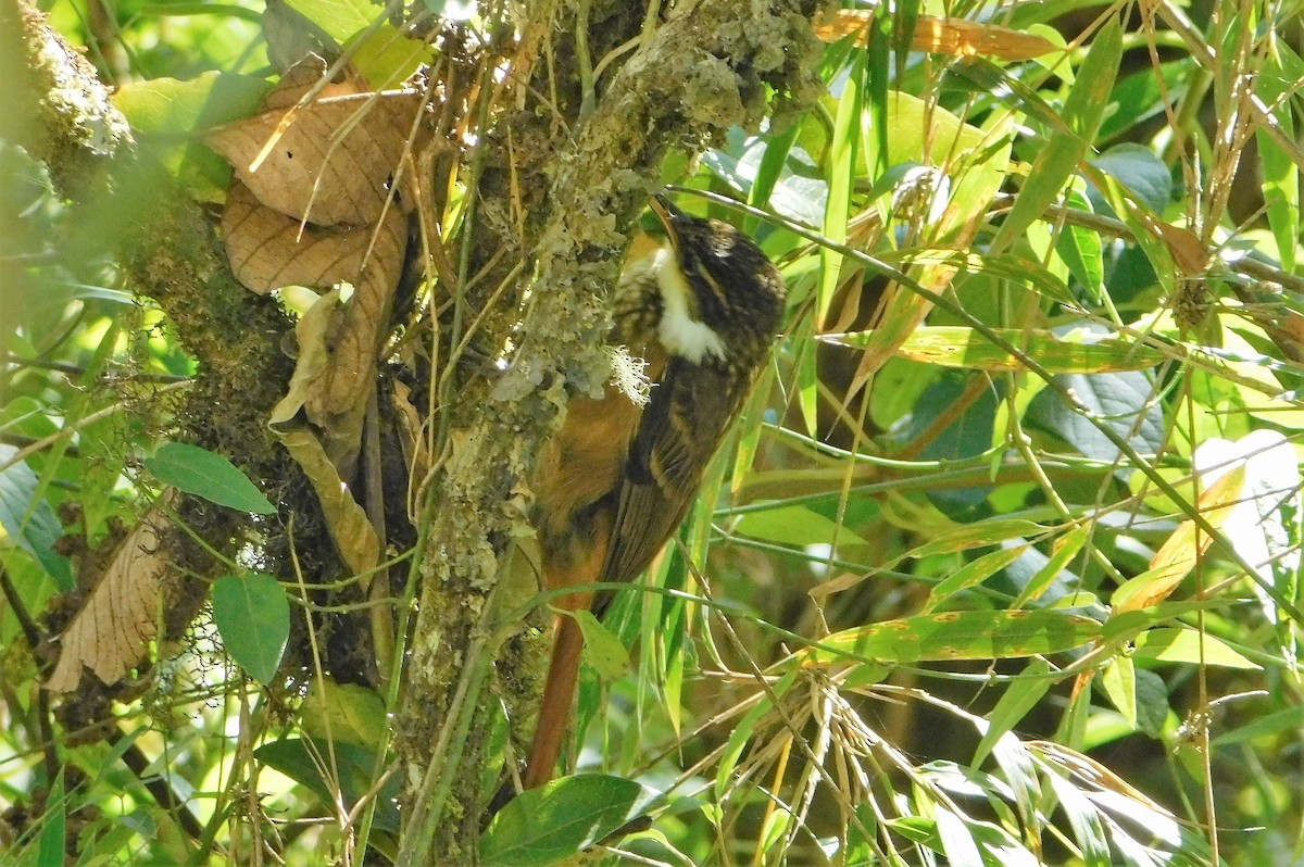 Pseudocolapte de Boissonneau - ML164203861