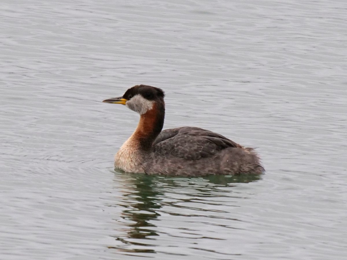 Red-necked Grebe - Amy Worell